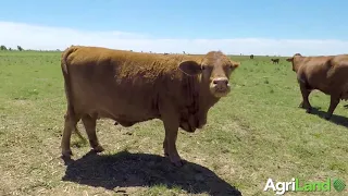 Beefmaster Cattle in Texas, US