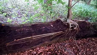 Elm Tree - Roots Progressively Exposed to the Air