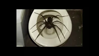 Arachnophobia with unsettling music