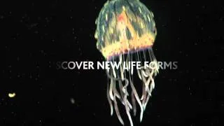 Jellyfish Odyssey