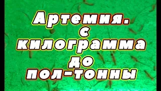 Артемия. С килограмма делаем полтонны