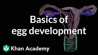 Basics of egg development | Reproductive system physiology | NCLEX-RN | Khan Academy