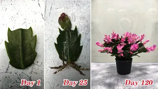 How to grow a Christmas Cactus from cuttings, fast and easy