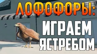 GTA 5 - Как Играть За Ястреба? [ЛОФОФОРЫ] #8