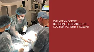 Хирургическое лечение несращения костей голени у кошки