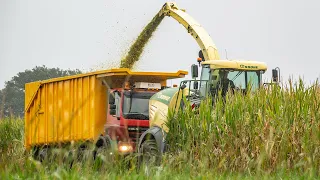 Mais Hakselen 2020 | 2 Ginaf Trucks - Krone BiG X 580 | Groesbeek.