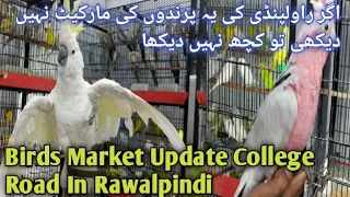 Rawalpindi College Road Birds Market || Pak Birds Gallery