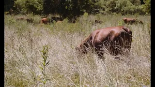 Adaptive Grazing 101: How to Use Biomimicry to Benefit Animal and Pasture Health