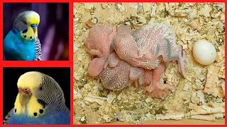 A male purple budgie and a blue female raise the family  Growth Stages | Baby Budgie Hatching And Gr