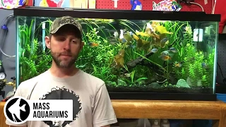 How to CYCLE your AQUARIUM: Nitrogen Cycle EXPLAINED