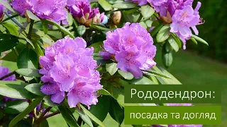 Рододендрон: посадка та догляд