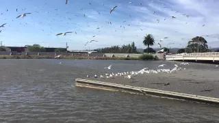 Печально чайки над волной кружат - Möwen in Tasmanien - Amazing gulls in Tasmania, Launceston