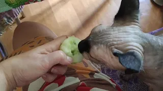 Канадский Сфинкс ест огурец! / The Canadian Sphinx is eating a cucumber