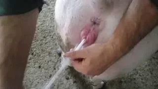 Искусственное осеменение свиньи. (Artificial insemination of pigs)
