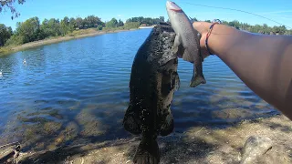 Catching 4 Big Bass On Huddleston!