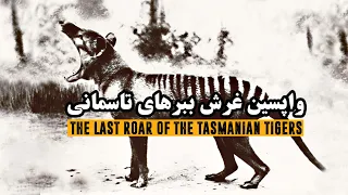 واپسین غرش ببرهای تاسمانی | The Last roar of the Tasmanian Tigers