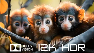 DOLBY VISION 12K HDR 120FPS - Animal Kingdom And Relaxing Piano Music with Nature Sounds