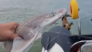 inflatable boat fishing back out in the sib - sea fishing UK