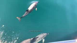 Дельфины в Сочи - дневной VIP тур от Адмирал Сочи