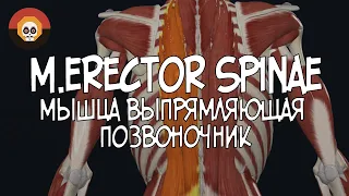 Мышца выпрямляющая позвоночник (m.erector spinae) 3D Анатомия