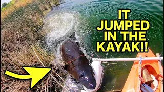 GIANT STURGEON JUMPS INTO KAYAK!!