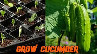 how to grow Cucumber 🥒 plants 🌱 in summer 🌞 season