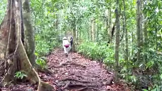 Danum Valley, Borneo, Malaysia - Morning jungle hike part 03 2018 Dec. 24