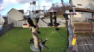 Birds swarming the feeder circling as swarm