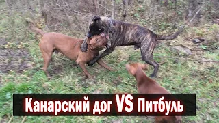 Канарский дог VS Питбуль СХВАТКА !!! Огромный дог против Питбуля. Сам нарвался....