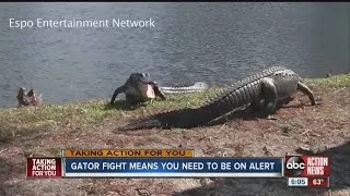 Gator fight captured in Clearwater means you need to be on alert