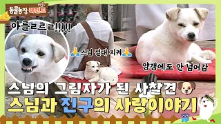 [#TV동물농장레전드] 스님과 함께라면 뭐든 할 수 있개!!🐾 세상에서 스님이 제~일 좋은 사찰견 진구🐶 / EP.291 #TV동물농장 #AnimalFarm #SBSstory