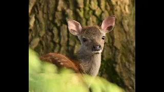 Sika Deer at Arne, Dorset UK