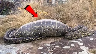 10 Weirdest Things Found Inside Giant Snakes