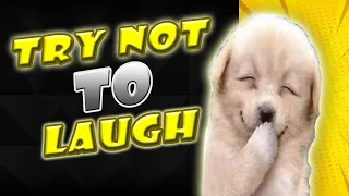 TRY NOT TO LAUGH - EXTREME FUNNY VIDEOS