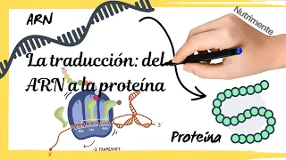 La TRADUCCIÓN del ARNm a la PROTEÍNA (Síntesis de proteínas paso a paso)