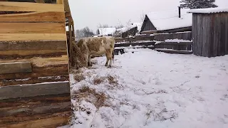 Жалуюсь.... Выгодно ли держать коров !?