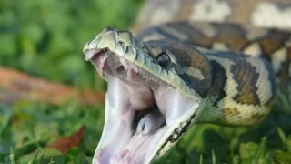 топ 10 ядовитых змей