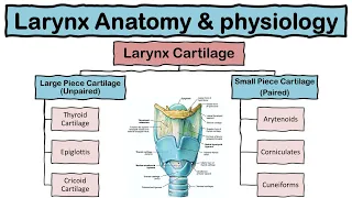Larynx (Voice Box) Anatomy and Physiology | Cartilages | Functions | Respiratory system | Hindi