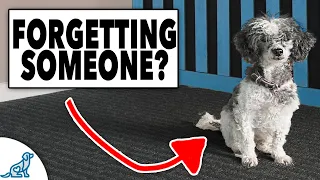 5 Mistakes You’re Making With Your Puppy Every Morning
