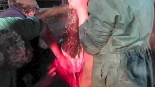 Caesarian Section in a Cow - delivery of a live calf