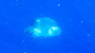 New Snorkelling at house reef Emerald Faarufushi