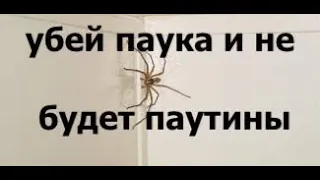 УБЕЙ ПАУКА И НЕ БУДЕТ ПАУТИНЫ  - Вячеслав Бойнецкий