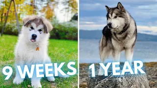 Alaskan Malamute Paddy - 9 Weeks to 1 Year - From Puppy to Adult Dog Transformation