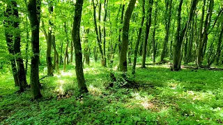 Spring Mountain Forest and Relaxing Birdsong for Relaxation, Meditation and Sleep.