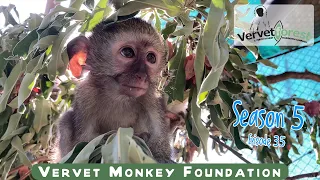 It's all about little baby monkeys and their foster moms