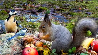 Videos for Cats😺 Cute Birds & Red Squirrels & Forest Feast