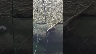 Cricket vs Common house lizard