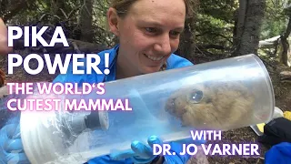 Pika Power! The World's Cutest Mammal with Dr. Jo Varner