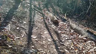 Snapping Turtle Trace - Walters State Trail