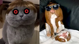 Cachorros e gatos engraçados😸🐶 Se rir você curti 😂 Curtindo pets CAPÍTULO 21 - Animais Engraçados
